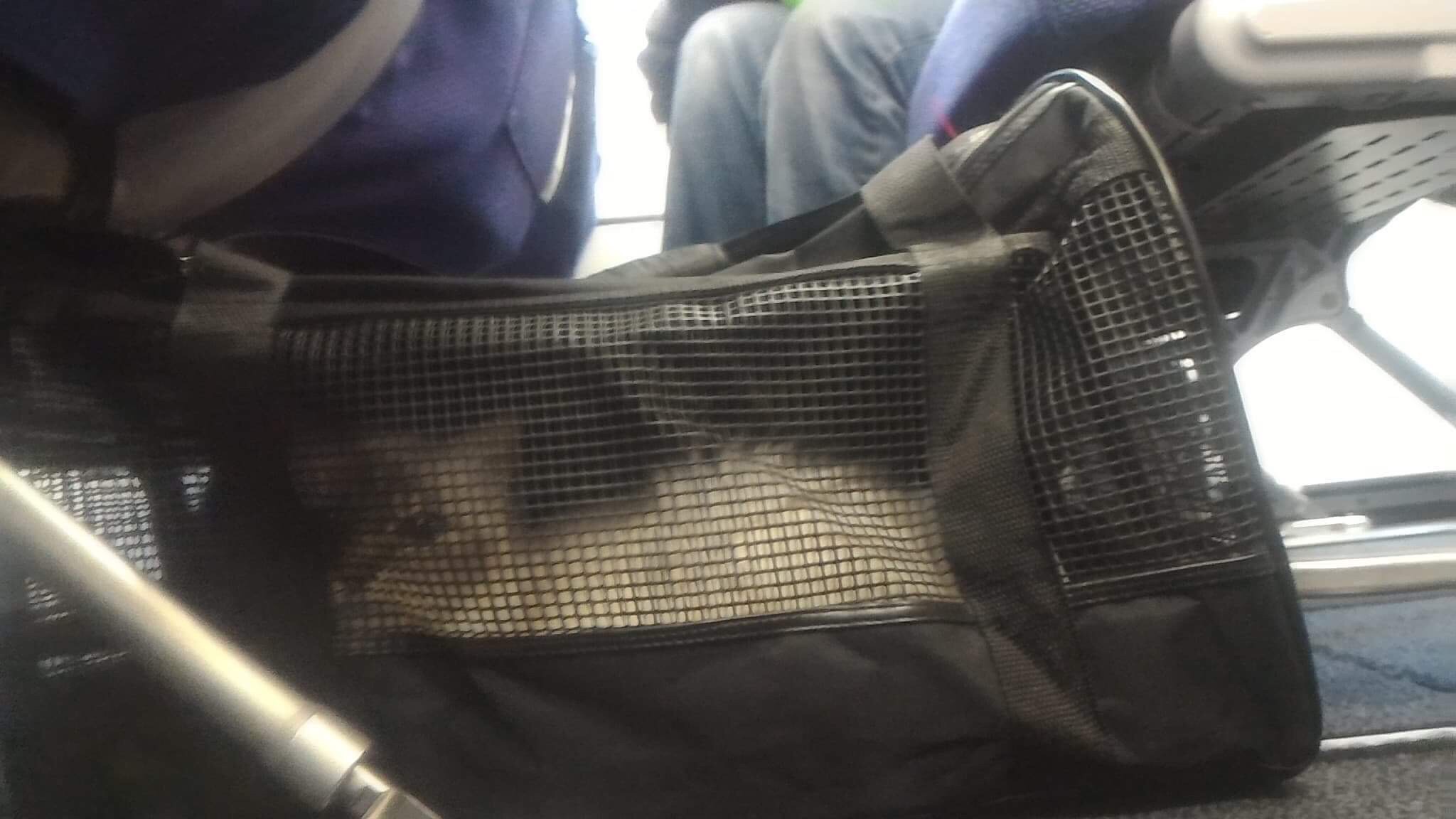 Luna est dans son sac noir à grillage. Elle à l'air calme et est placée de manière sécuritaire au pied du siège de Nico