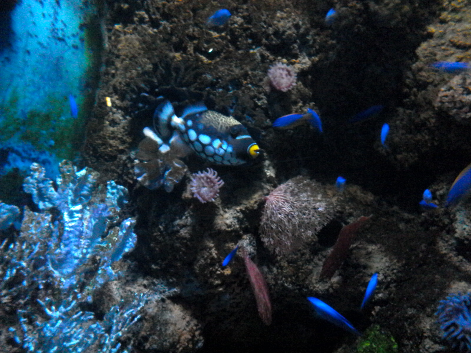 aquarium de Malte