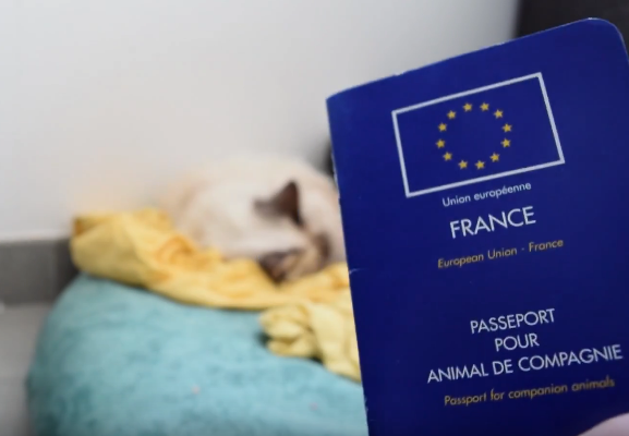 au premier plan se trouve un passport pour annimal de compagnie francais. Il est bleu et a le drapeau de l'europe. A l'arrière plan on voit Luna dormir sur un drap jaune posé sur un coussin vert